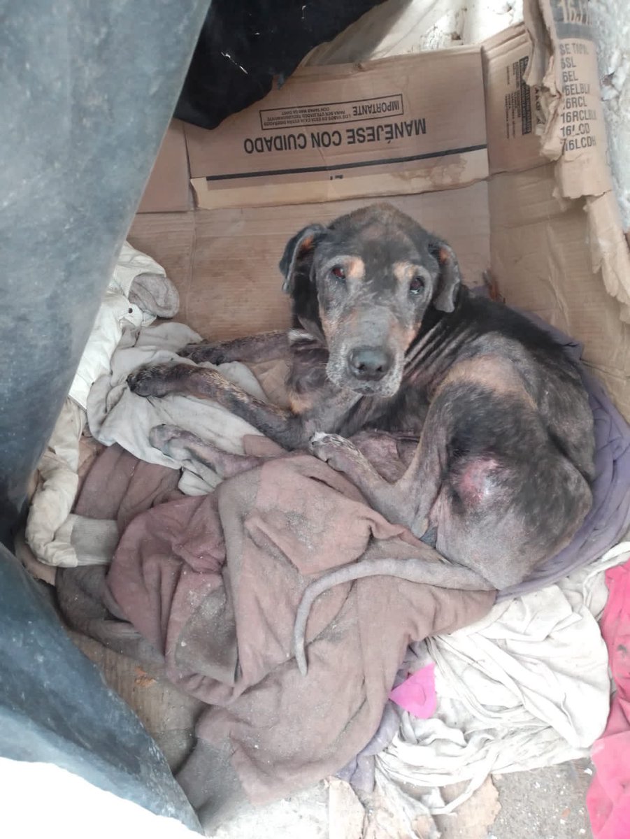 primero_perro's tweet photo. Fuimos por estos perritos hace unos días a Lomas de Tecamac.

Ya están en casa y han recibido atención médica. 

Ambos necesitan tratamiento pra anemia y más pruebas para descartar o conocer posibles enfermedades. https://t.co/HWFsAhVatJ