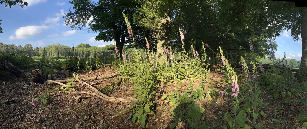JaapdeVries20's tweet photo. Vanochtend schijnt nog even de zon maar in de ochtend trekt een regenzone van over het land. Vanaf het einde van de middag komt de zon weer tevoorschijn. Het wordt vandaag 18 gr.  De zuidwesten wind is meest matig. Vanaf vrijdag wordt het warmer en schijnt de zon. #zomer #veluwe https://t.co/gCWJvHVefo