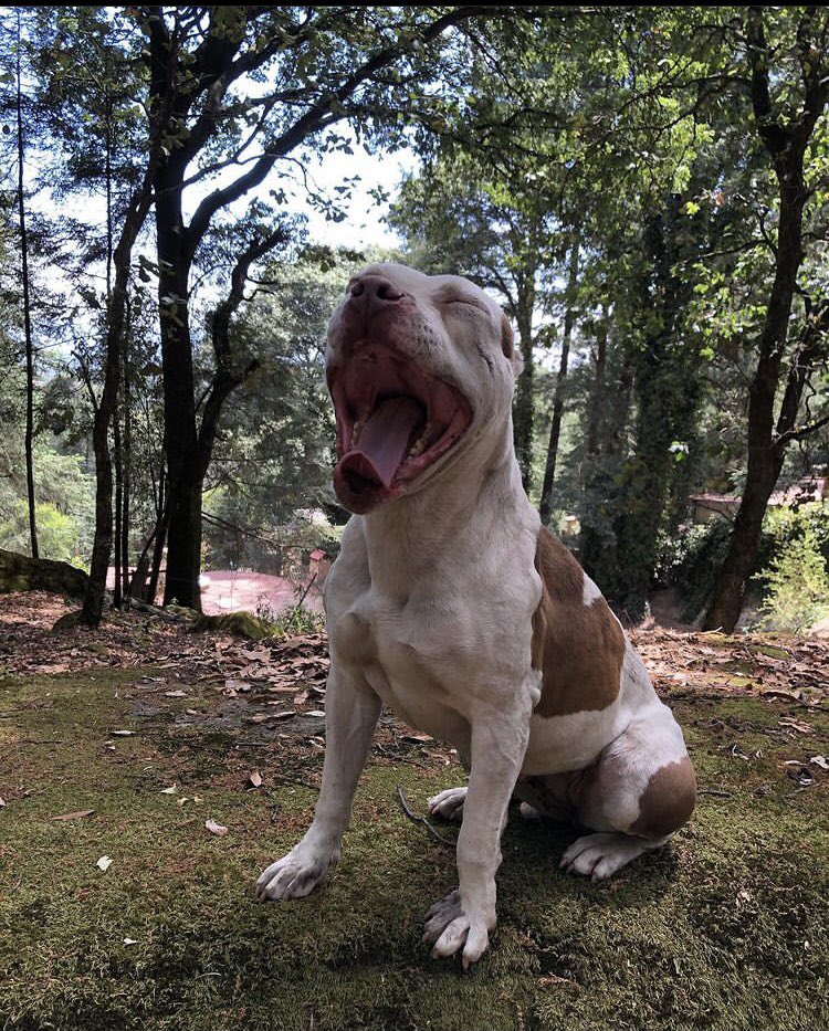 primero_perro's tweet photo. ¡HEEY TU! 

¿Ya conoces nuestro hogar y a todos los pequeños que aquí habitan?

Si ya nos visitaste platicamos tu experiencia y si aún no vienes ¿Que esperas? 
 🐾🐶

#AdoptaNoCompres #ADOPTA #Mexico #perros #mejor #amigo https://t.co/u9ksQJw8nt