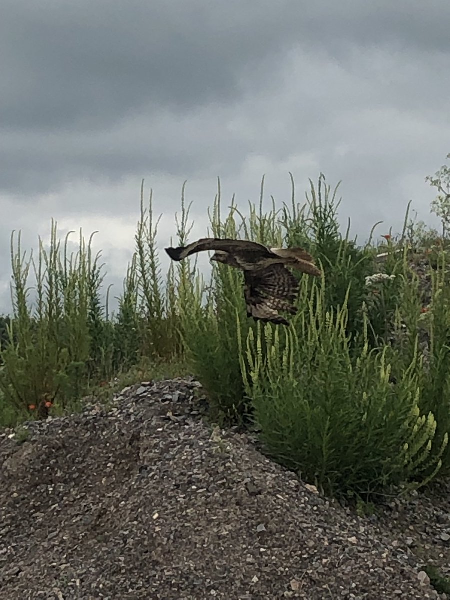 ⁦@BBCCountryfile⁩ ⁦<a href="/BBCSpringwatch/">BBC Springwatch</a>⁩ snap shot on iPhone near to Salisbury plan what is it ?