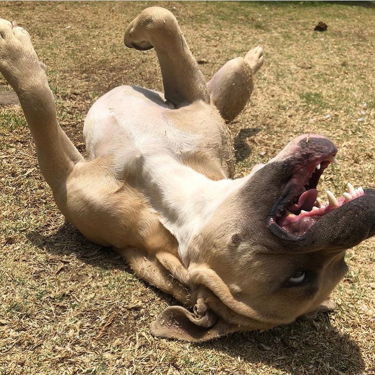 primero_perro's tweet photo. 🚀ADOPCIÓN RESPONSABLE

URGE encontrar hogar para este perrito pues actualmente pasa el tiempo solo en un patio.
Edad 3/4 años,esterilizado.
Convive muy bien con otros perros,sabe estar dentro de casa,se porta muy bien y es súper carismático 🐶 
Cariñoso,sonriente y fiel ♥️ https://t.co/7slo8aCgei