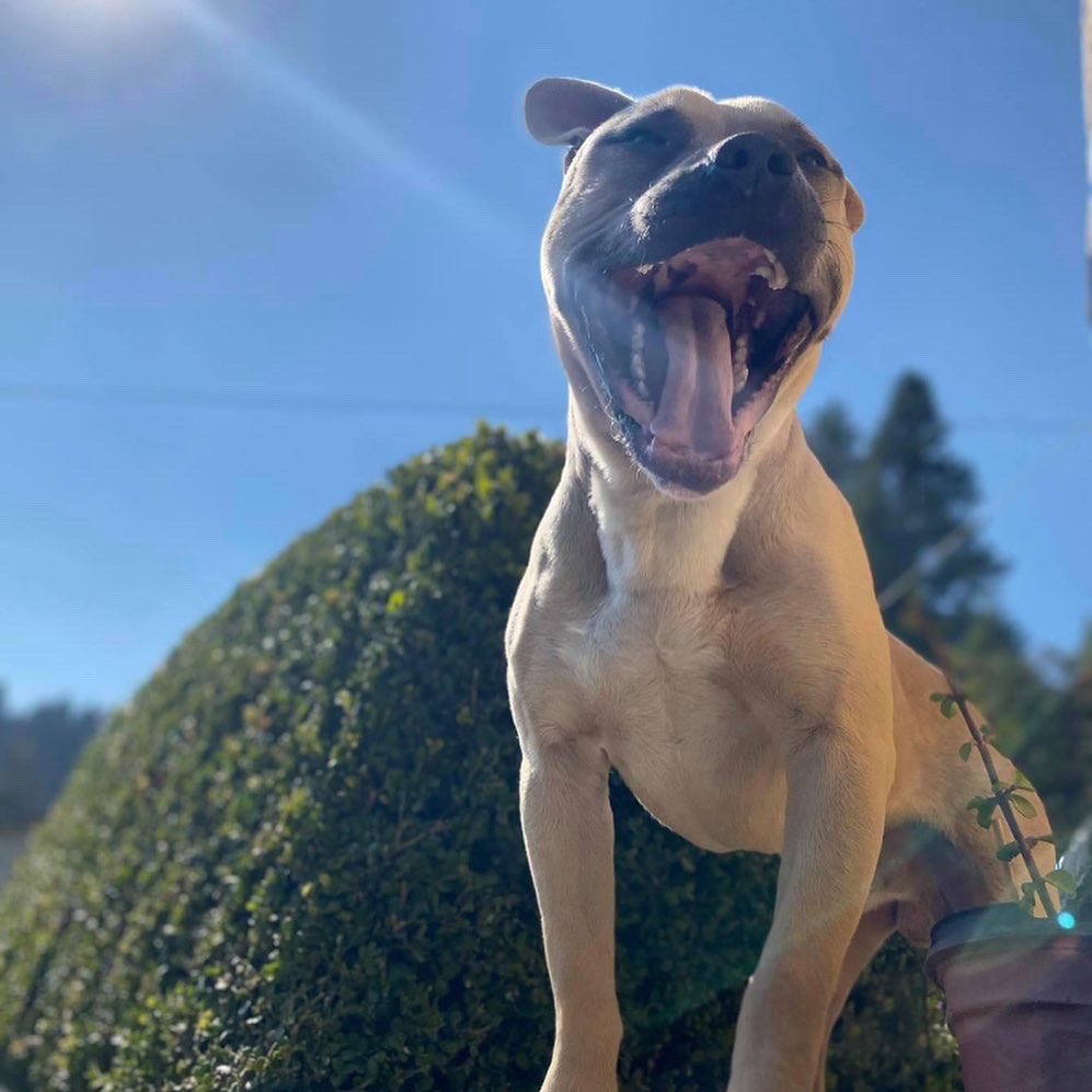 primero_perro's tweet photo. 🚀ADOPCIÓN RESPONSABLE

URGE encontrar hogar para este perrito pues actualmente pasa el tiempo solo en un patio.
Edad 3/4 años,esterilizado.
Convive muy bien con otros perros,sabe estar dentro de casa,se porta muy bien y es súper carismático 🐶 
Cariñoso,sonriente y fiel ♥️ https://t.co/7slo8aCgei
