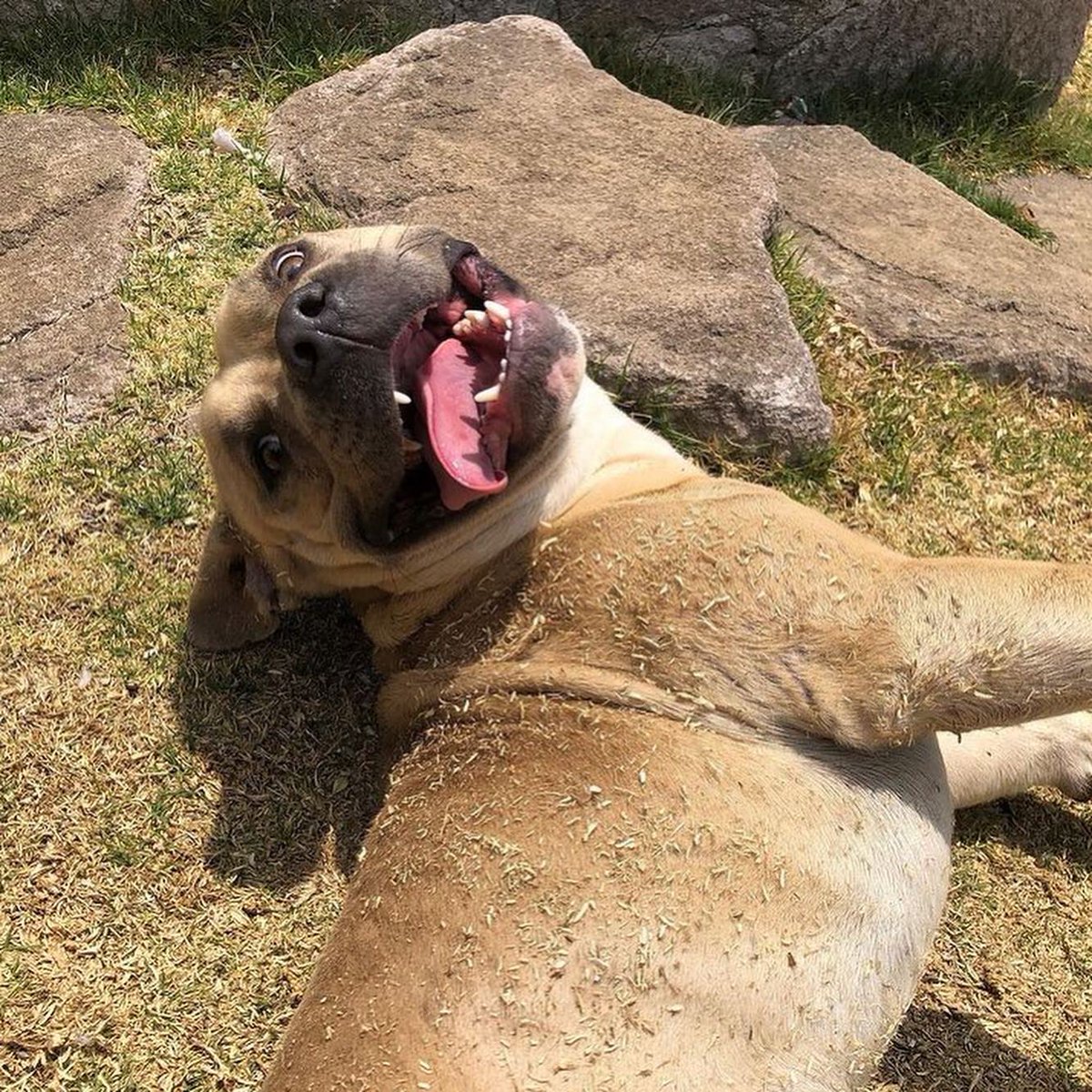 primero_perro's tweet photo. 🚀ADOPCIÓN RESPONSABLE

URGE encontrar hogar para este perrito pues actualmente pasa el tiempo solo en un patio.
Edad 3/4 años,esterilizado.
Convive muy bien con otros perros,sabe estar dentro de casa,se porta muy bien y es súper carismático 🐶 
Cariñoso,sonriente y fiel ♥️ https://t.co/7slo8aCgei