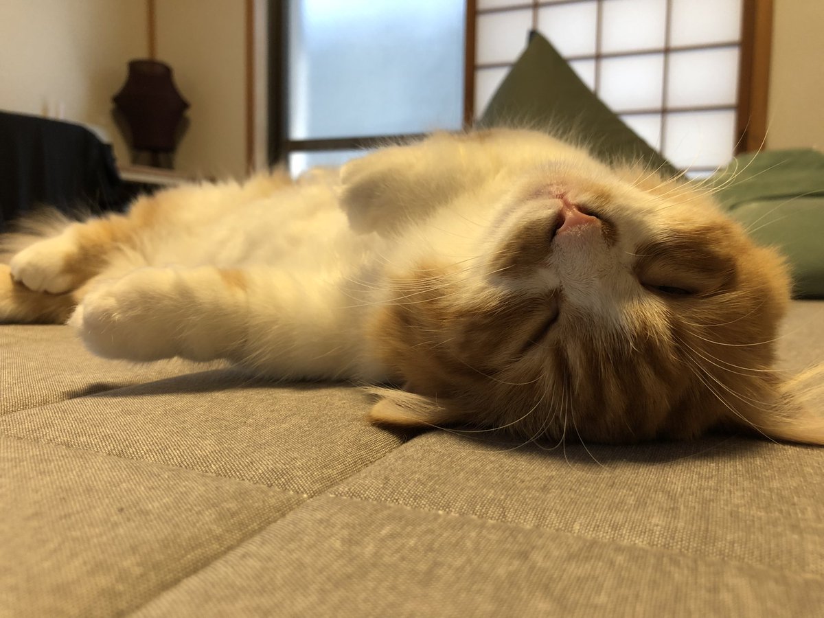 noko_827's tweet photo. バッテリー切れ🪫

#ミヌエット #猫がいる生活 #猫好きさんと繋がりたい #昼寝 #猫 #cat https://t.co/H2dDm8Hk8t