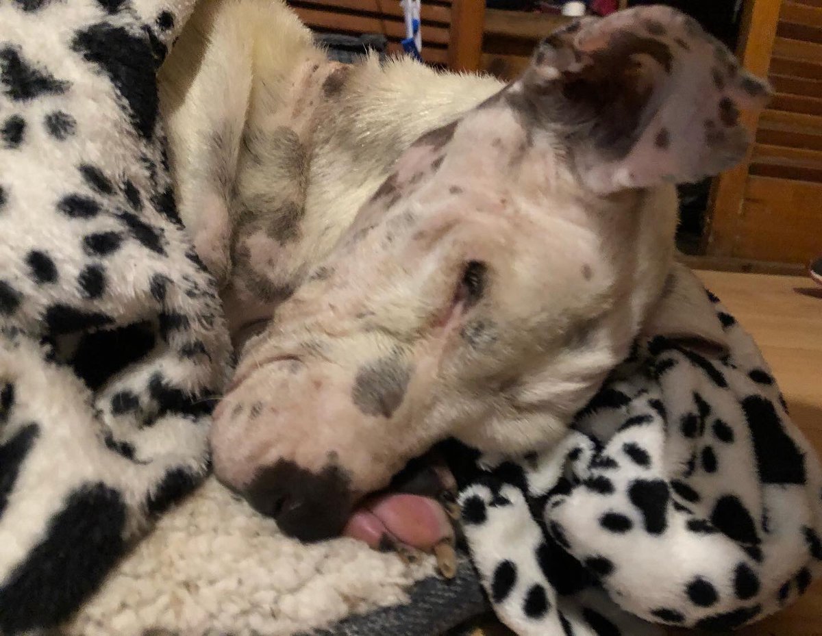 primero_perro's tweet photo. Los resultados de Adam y Aurora el día de ayer Tienen anemia Trombocitopenia y aumentados los leucocitos todo ello es indicativo de infección y desnutricion.Además elevadas enzimas hepaticas y urea que puede asociarse a leptospira. Requieren ambos otra prueba más para leptospira https://t.co/t5xdFjqJ7H