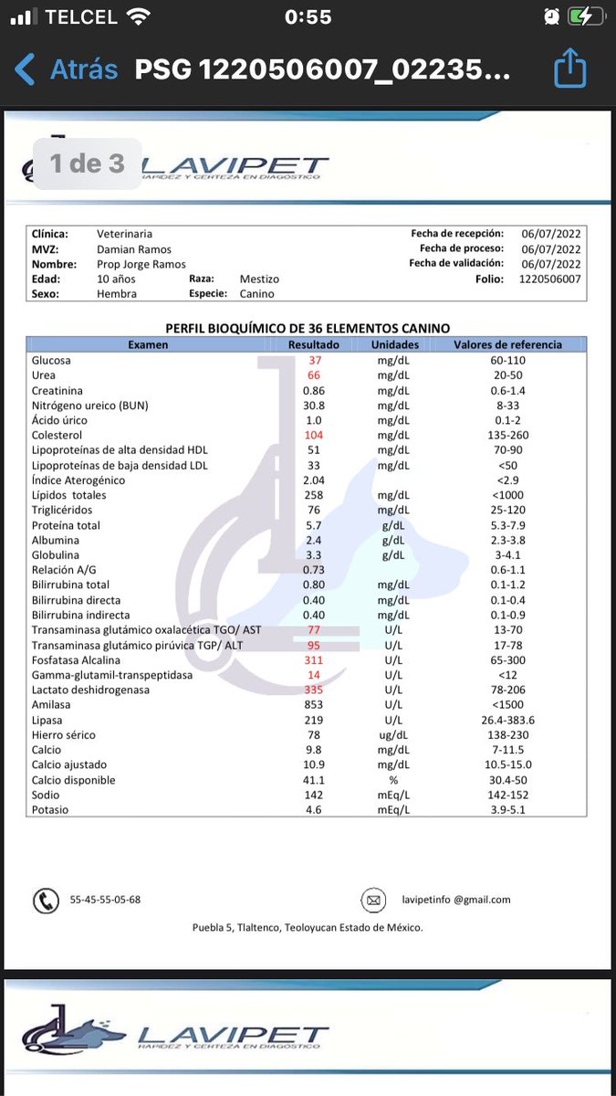 primero_perro's tweet photo. Los resultados de Adam y Aurora el día de ayer Tienen anemia Trombocitopenia y aumentados los leucocitos todo ello es indicativo de infección y desnutricion.Además elevadas enzimas hepaticas y urea que puede asociarse a leptospira. Requieren ambos otra prueba más para leptospira https://t.co/t5xdFjqJ7H