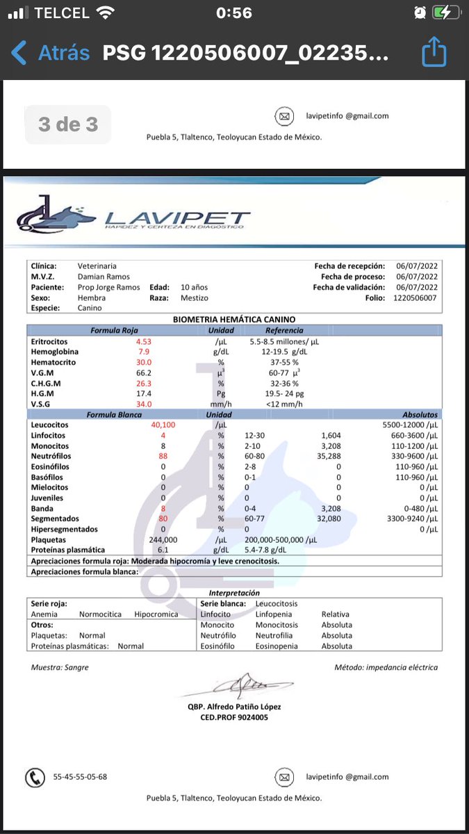 primero_perro's tweet photo. Los resultados de Adam y Aurora el día de ayer Tienen anemia Trombocitopenia y aumentados los leucocitos todo ello es indicativo de infección y desnutricion.Además elevadas enzimas hepaticas y urea que puede asociarse a leptospira. Requieren ambos otra prueba más para leptospira https://t.co/t5xdFjqJ7H
