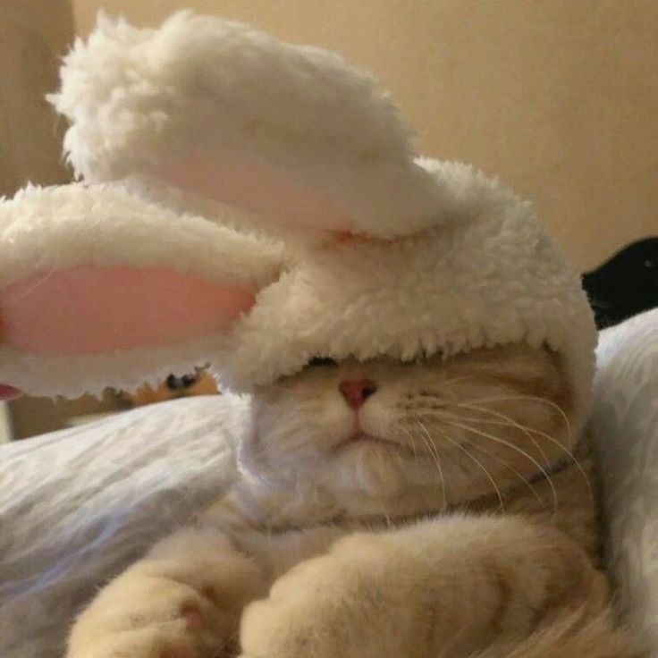 ㅤ   

          meet our baby, shady.           ㅤ   ㅤ   
ㅤ   ㅤ   
                     ㅤ   ㅤ