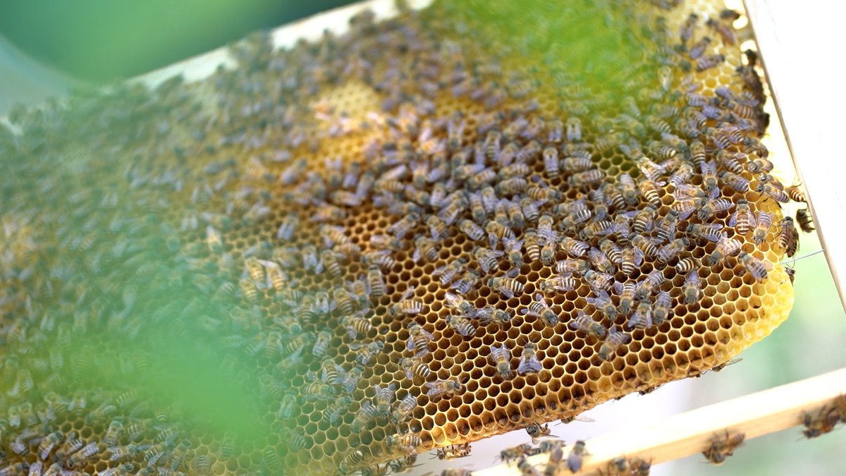 HolaFujian's tweet photo. Liangye Xianmi apiculture cooperative is a leading player in production of Wuping #honey, which is the first honey product in #Fujian to be awarded as a national geographical indication trademark. Its annual output of honey totaled180 tons, worth 2.7 million dollars. #PathToGreen https://t.co/gSTZHQrxec
