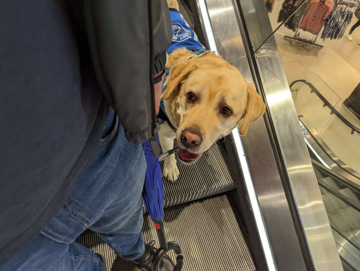 AssistanceZiggy's tweet photo. To the woman who touched my bum as she got off the tube..... #DoNotDistract 

You wouldn't appreciate someone tapping you on the bum just because!! 

#NotJustADog https://t.co/0szDBNphmB