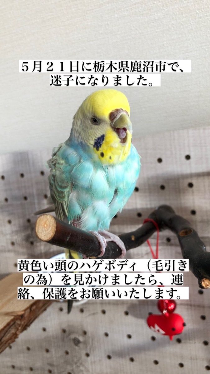家族を帰そうの会（勝手に決めました）に、参加、ご協力ありがとうございます！これからも多くの愛鳥を帰宅してもらいたいと思いますので、あー、県外じゃん…と思わず、ＲＴポチって下さーい。そのポチが目撃情報、保護に繋がる事を願って、よろしくお願い致します。
#鹿沼市　#迷子鳥　#拡散希望