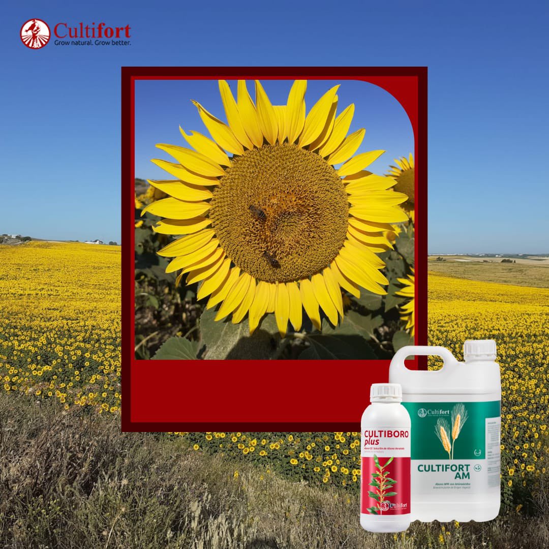 para el girasol:▪️ CULTIBORO PLUS
▪️CULTIFORT AM . ¡Espectaculares resultados!
 #Cultifort #agricultura #agriculture #polinización #polinización #fertilizantes #plantas #fertilizantesnaturales #bioestimulantes #correctores #fertilizers #organicfertilizers #FelizMiercoles