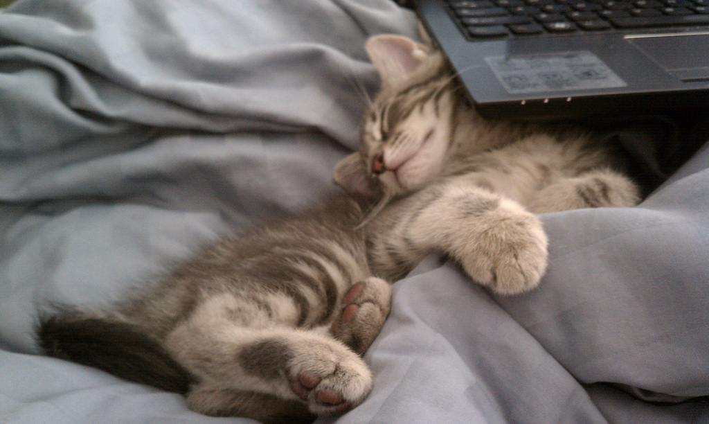 hourlykitten's tweet photo. Source: https://t.co/u8NYTUmqf5
Credit: merri https://t.co/HN4bNoVG6C