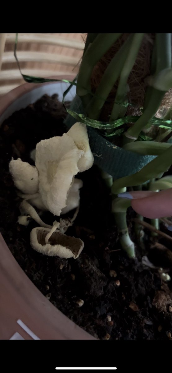Found some curious little mush friends in my monstera adansonii this morning! Not super concerned since they’re harmless and a sign of good soil health for my plant. Soil is a little damp but monsteras grow in tropical climates. Might remove them but they’ll probably come back 😂