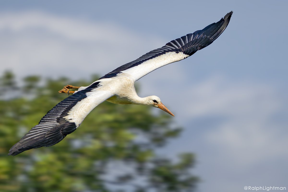 LightmanPhoto's tweet photo. The classic depiction of a stork in flight
Comment your favourite thing about stork
f/5.6, 1/2000 sec, ISO-100, 388mm

#stork #storkbird #YourShotPhotographer #BirdsPhotography #NaturePhotographyUK #WildlifePhotographyUK #PhotoOfTheDay #BirdWatching #BirdsOfPrey #BestPhotos https://t.co/YMOTBwArIf