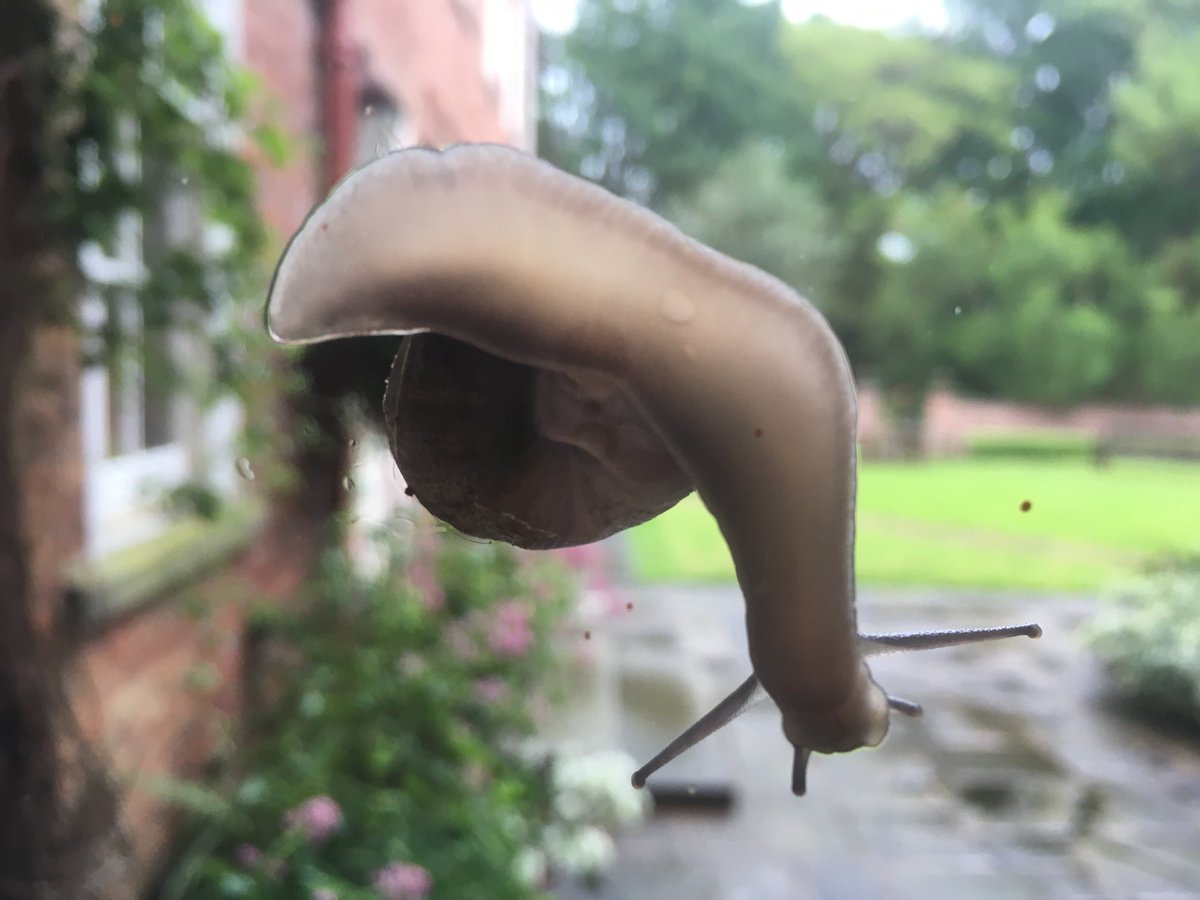 WRChapelgarth's tweet photo. It’s a wet June morning on Day2 of our #writingretreat - even the 🐌 wants to come inside! #snugasabug #wakeuptonature ..our #writingRetreaters are slowly but steadily reaching their goals #phdmarathon https://t.co/IGqaRVVDCz