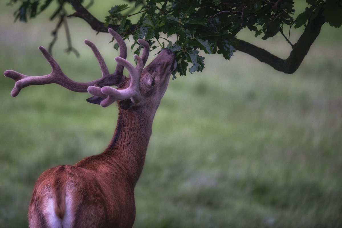 Ever wondered why on moorland and on country house estates like Chatsworth the trees are all so neat underneath ? I call it the " just out of reach" effect 🙂 🙂