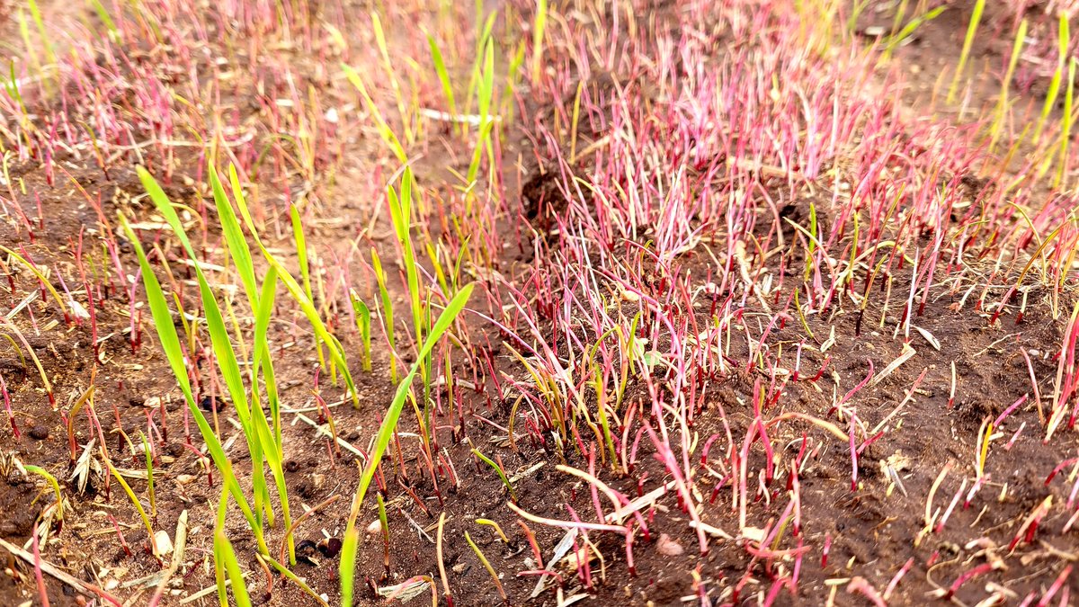 Corbin Schuster tweet media