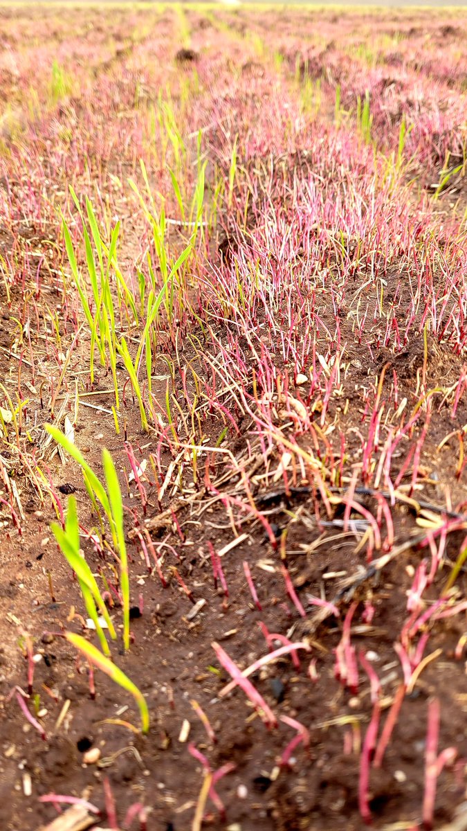 Corbin Schuster tweet media