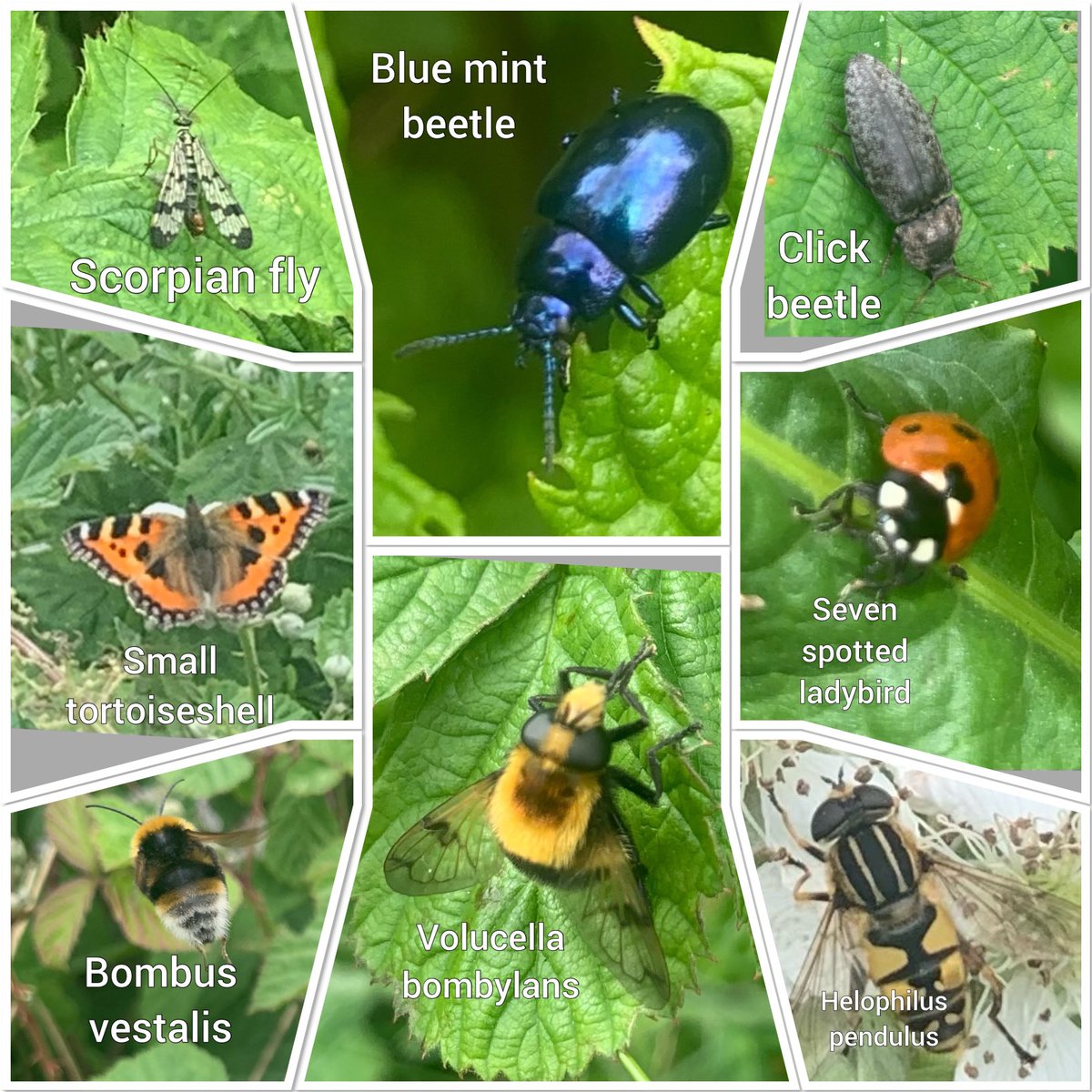 Lovely Beewalk yesterday ⁦<a href="/Sandwichbirdobs/">SBBOT</a>⁩ plentiful of our Bumbles recorded ⁦<a href="/BumblebeeTrust/">Bumblebee Conservation Trust</a>⁩ on  flowering bramble and a few nice insects I’ve tried to id ⁦<a href="/Buzz_dont_tweet/">Buglife</a>⁩ ⁦<a href="/iancbeavis/">Ian Beavis</a>⁩ ⁦<a href="/StevenFalk1/">Steven Falk</a>⁩ ⁦<a href="/gailashton/">Gail Ashton 💚🪲🌍</a>⁩ ⁦<a href="/Bex_Cartwright/">Bex</a>⁩