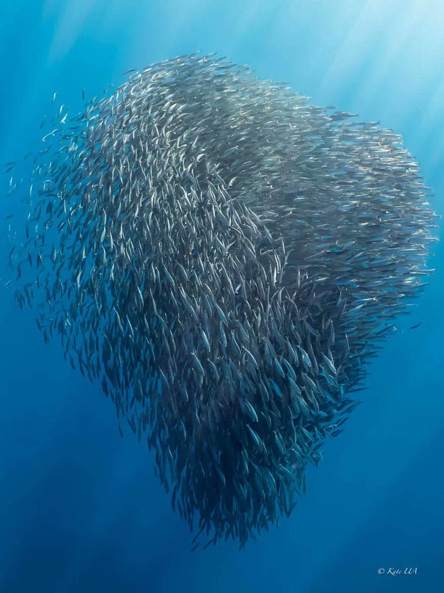 ibizet_'s tweet image. #WorldOceansDay #WorldOceansDay2022 #OneWorldOneLife 🐠🐡🐟🦑🦞🦐🐙🦀🐬🐳🐋🦈🦭🤿🙏🏼