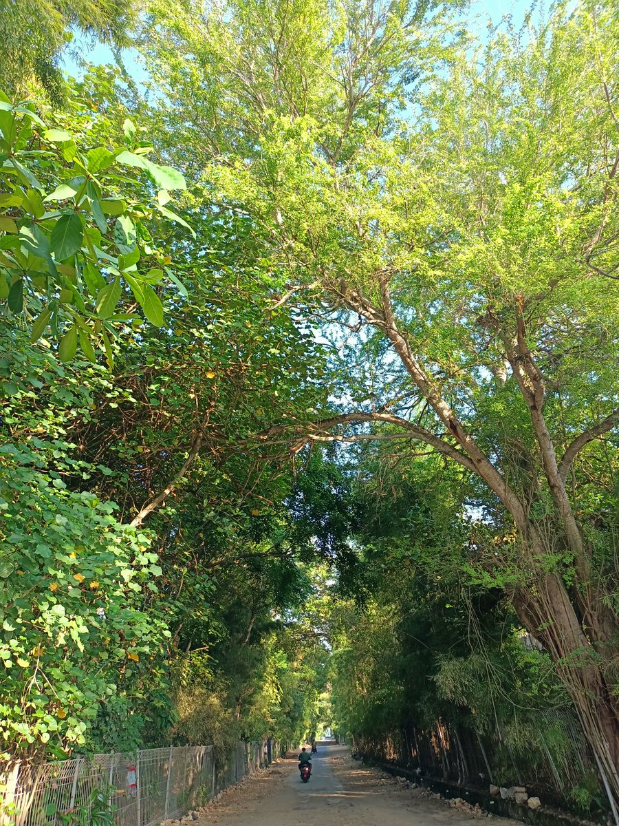 TabiJoda1's tweet image. I&apos;ve learnt great lessons from my few weeks in #Bali #Indonesia keeping #naturesolutions simple  #trees #plants #garden #forest #ecosystems #biodivesity