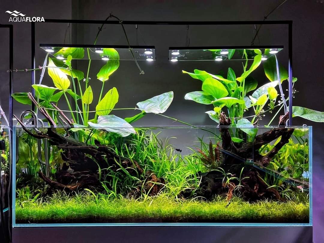aquaflora_nl's tweet photo. Update of the 150x50x50cm South American aquascape scaped by Filipe Oliveira at the grand opening of the Aqua Show shop in Warsaw, Poland in February. ππΏπ
#Aquaflora #aquafloradesign #aquascaping #aquascape #aquarium #aquaticplant #Aquashow #Poland #faao #faaoAquascaping https://t.co/NewQb2IYLI