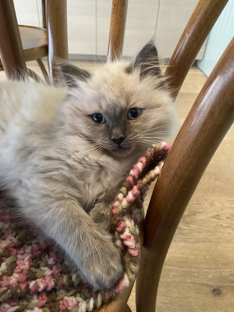 Bottas Floofhead😻

#CatsOfTwitter #CatsOnTwitter