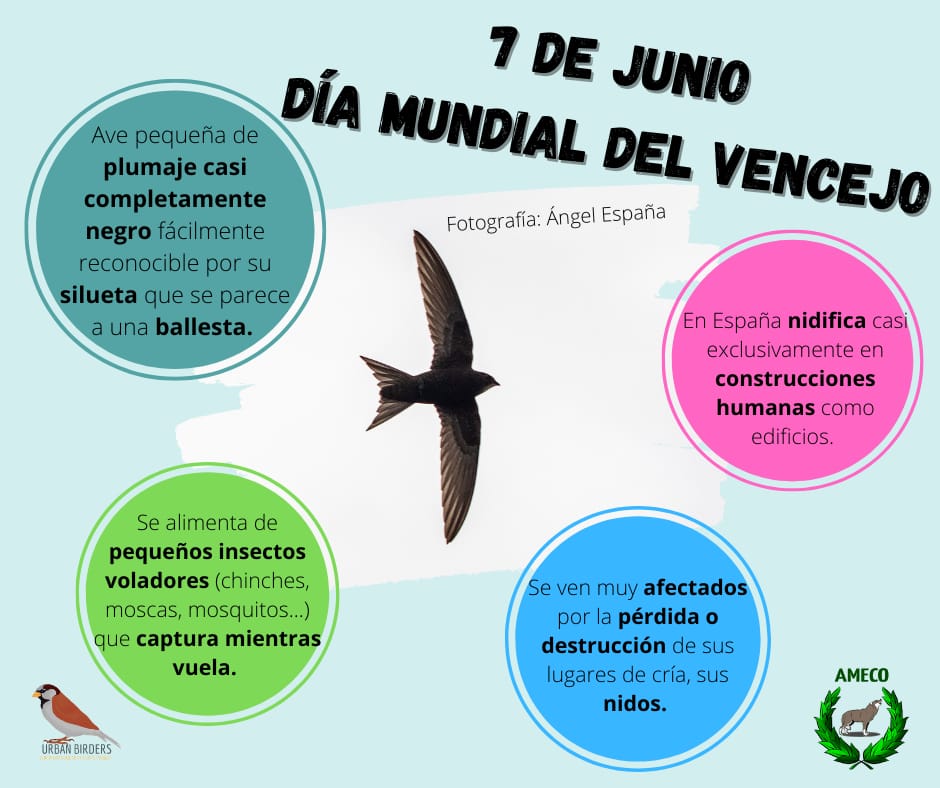 ¡Hola birders!

Ayer fue un día muy especial: el día mundial del vencejo.

Os dejamos una infografía sobre algunas curiosidades de los vencejos 🤭