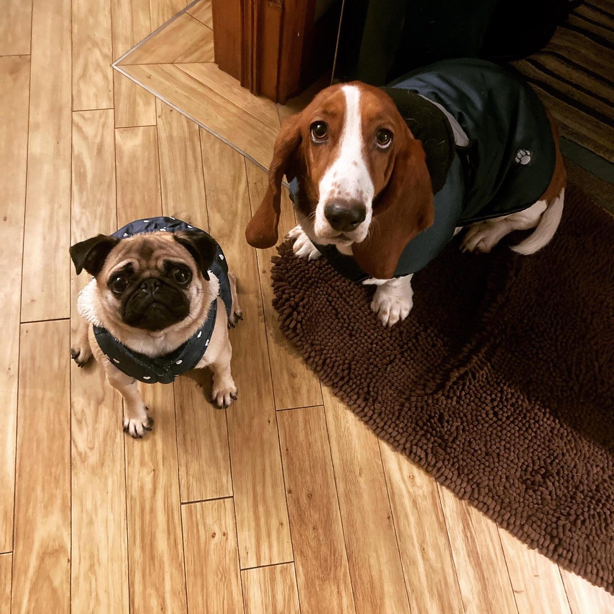 Can we go now? #walks #rain #coats #doglife #dogsoftwitter #dogs #dogsofinstagram #Dog #doggstyle #smartdogs #letsgo #parklife #cute #happy #outdoorfun #friends