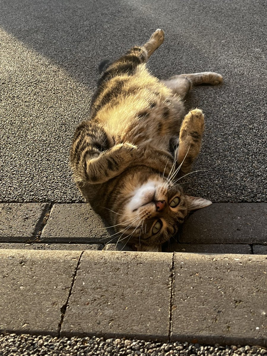 OM4RKS's tweet photo. Poppy taking relaxing to a new level 🐱 @SusanCalman #CatOfTheDay https://t.co/RdJxQK6OKE