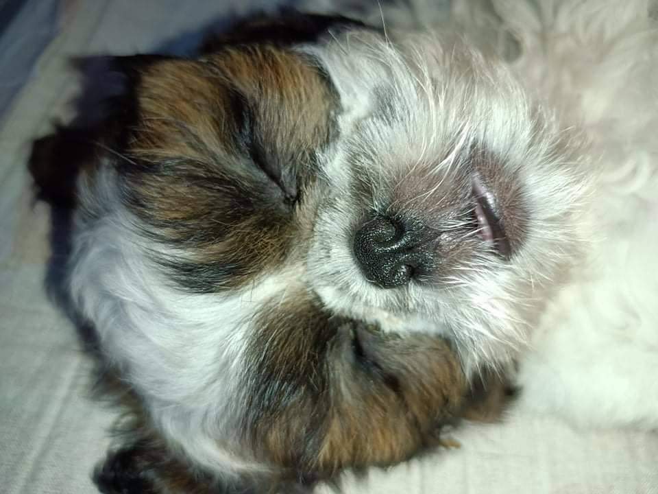 ArcaneMiggo's tweet photo. Hello, FRENS! ๐ Meet my roommate at night and my wake-up call by day. His name is Leelo, a 1 year and 5-month-old Shih tzu with a cuddly, adorable, and quirky personality.
Leelo always wakes me up with kisses, cuddles, and a loud ARFFF!. ๐ถ #DeFiPets @defi_frens https://t.co/bGLQUWz08B