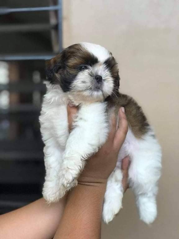 ArcaneMiggo's tweet photo. Hello, FRENS! ๐ Meet my roommate at night and my wake-up call by day. His name is Leelo, a 1 year and 5-month-old Shih tzu with a cuddly, adorable, and quirky personality.
Leelo always wakes me up with kisses, cuddles, and a loud ARFFF!. ๐ถ #DeFiPets @defi_frens https://t.co/bGLQUWz08B