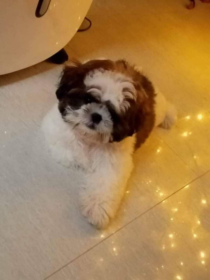 ArcaneMiggo's tweet photo. Hello, FRENS! ๐ Meet my roommate at night and my wake-up call by day. His name is Leelo, a 1 year and 5-month-old Shih tzu with a cuddly, adorable, and quirky personality.
Leelo always wakes me up with kisses, cuddles, and a loud ARFFF!. ๐ถ #DeFiPets @defi_frens https://t.co/bGLQUWz08B