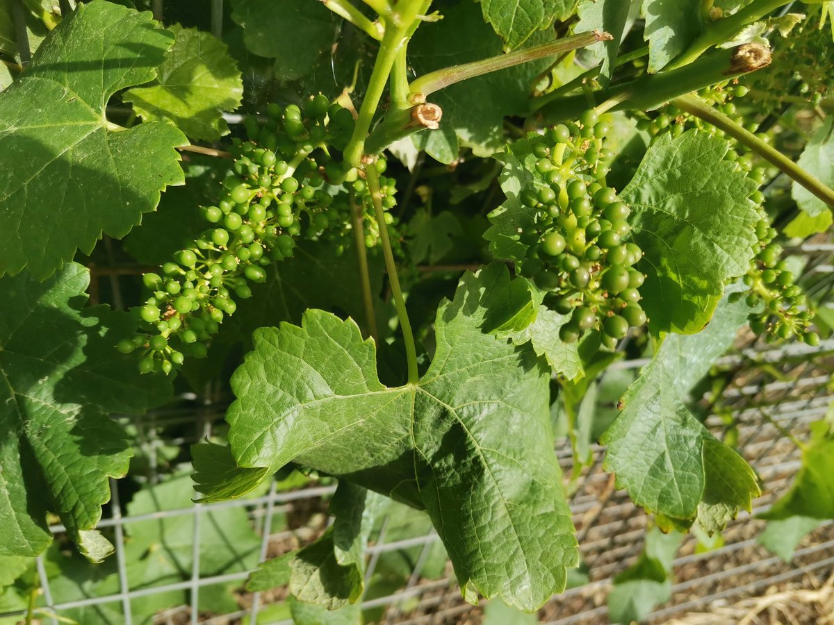 Malditovino's tweet photo. La merenzao a lo suyo, chiquitina y tranquila. #tintilla? https://t.co/C36u1rFWkK