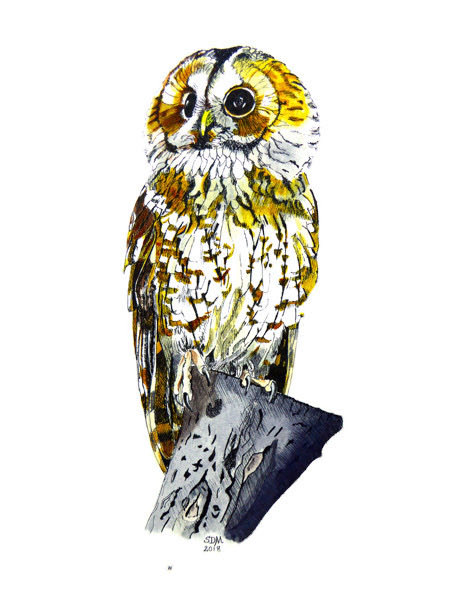 susandmcleod's tweet photo. Tawny Owl drawn in pen and ink before adding watercolour. This seems to give it quite a stylised appearance. #tawnyowl #birdart #birdsofprey #owls #TwitterNatureCommunity #wildlife #nature https://t.co/FVrmmAhVMK