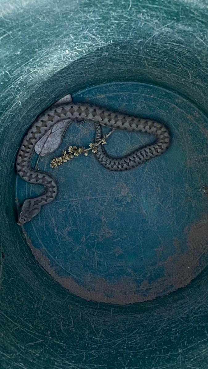 Xavi Lázaro Navarro tweet media