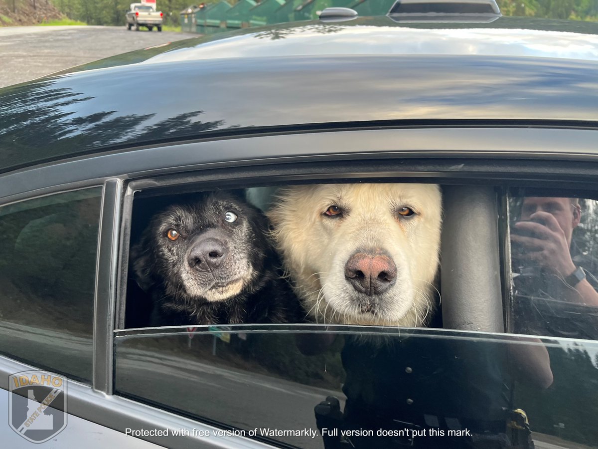 ISPRCCN's tweet photo. These are our favorite kind of arrests. Trooper's Mohr and Juber located some K9 companions roadside who wanted to do a "ride along" for the day.   Come do your own "ride along" in our Communication Center and see if this may be the career for you. @ISPCentralIdaho @ISPNorthIdaho https://t.co/0QJ7xygkOW