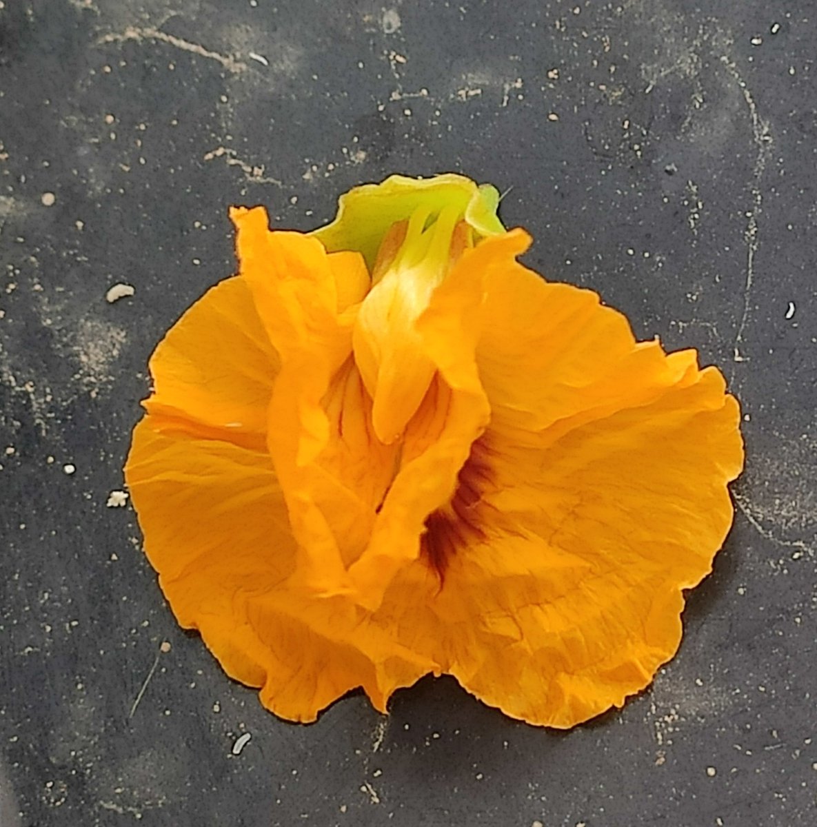 La Tipuana tipu o acàcia rosa és un arbre de la família Fabaceae 
Les flors són grogues, papilionades i molt nombroses.@SHNB_BSHNB <a href="/PlantMedUIB/">PlantMed UIB</a> <a href="/ajuntpalma/">Ajuntament de Palma</a> @_paisajista