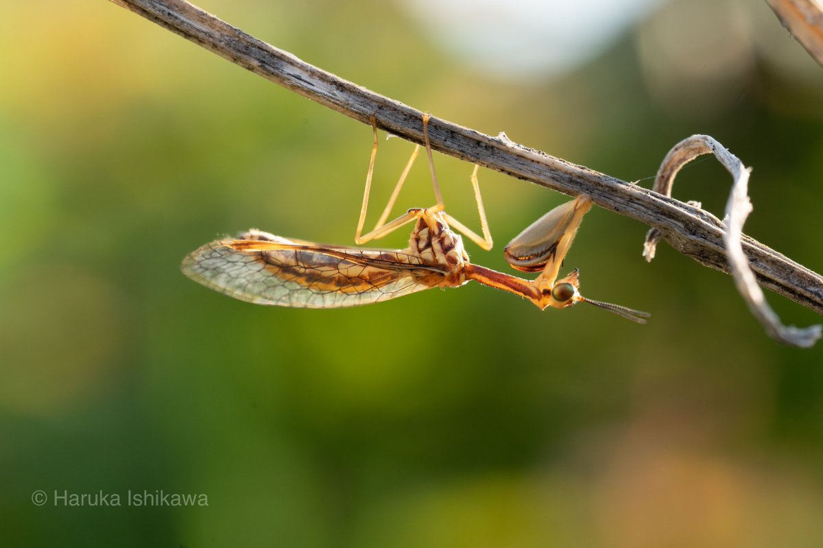 imoimo__world's tweet photo. カマキリ…？っと思いきや、実はアミメカゲロウ目の仲間なのです。
上半身はカマキリ、下半身はウスバカゲロウのような不思議な風貌の昆虫、その名もカマキリモドキ。

出会うのは2回目になりますが、夕日に透けるその姿がまた美しい。

#カマキリモドキ https://t.co/mA1dJybVp7