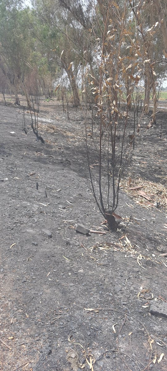 amahmood72's tweet photo. Who is putting on fire the greenbelt on both sides of the #Islamabad #Lahore and ISB #Peshawar Motorway? @CMShehbaz @ClimateChangePK @NHMPofficial please do something about this. This is a disaster. #ClimateCrisis #ClimateEmergency 1000s of green trees converted into ashes. https://t.co/7q90WXFDS9