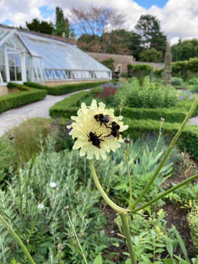 Morning #RushHour in the #garden 🐝🐝🌼