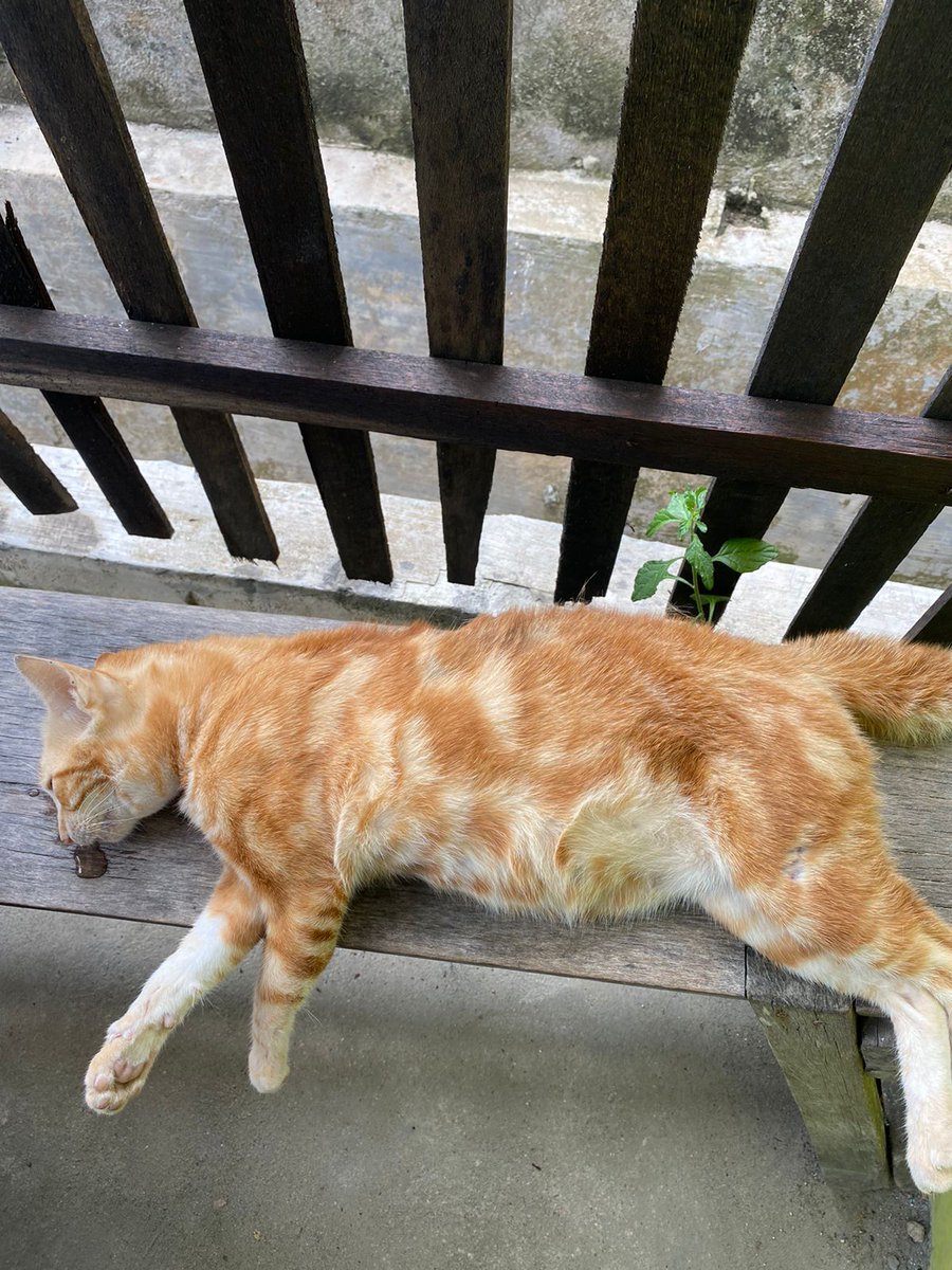 kochengfess's tweet photo. 🐈‍⬛ Anakku meninggal ditabrak orang tadi pagi😭
Aku baru pulang kuliah, dikasih tau ibu, katanya orangnya kabur, jahat banget orang itu ya Allah sakitnya hatiku😭 https://t.co/QXf7eEtj7g