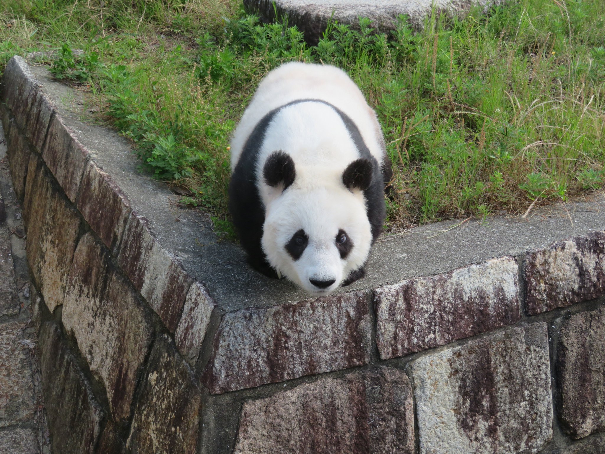 神戸市立王子動物園(公式) on Twitter:
