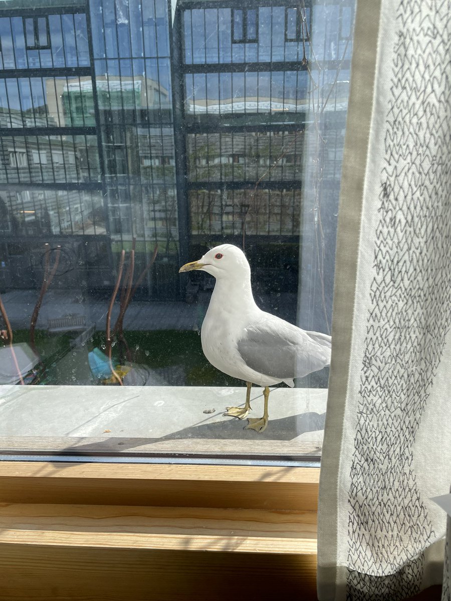 A seagull landed in front of my window and is now watching my every move… glad I closed the window… or maybe it just wants to be my friend…