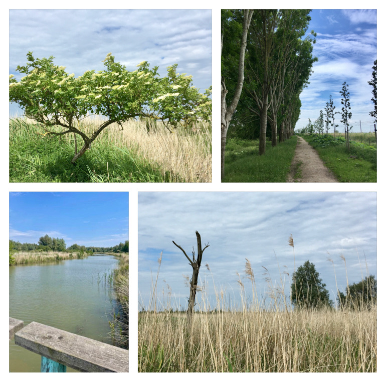 VersjesVanAnna's tweet photo. #Oostvaardersplassen #dichterszwerftocht @AlleMonden Het was prachtig.
#versjesvanannadeswart
https://t.co/TcqMk77tBS https://t.co/euNHPY85j1