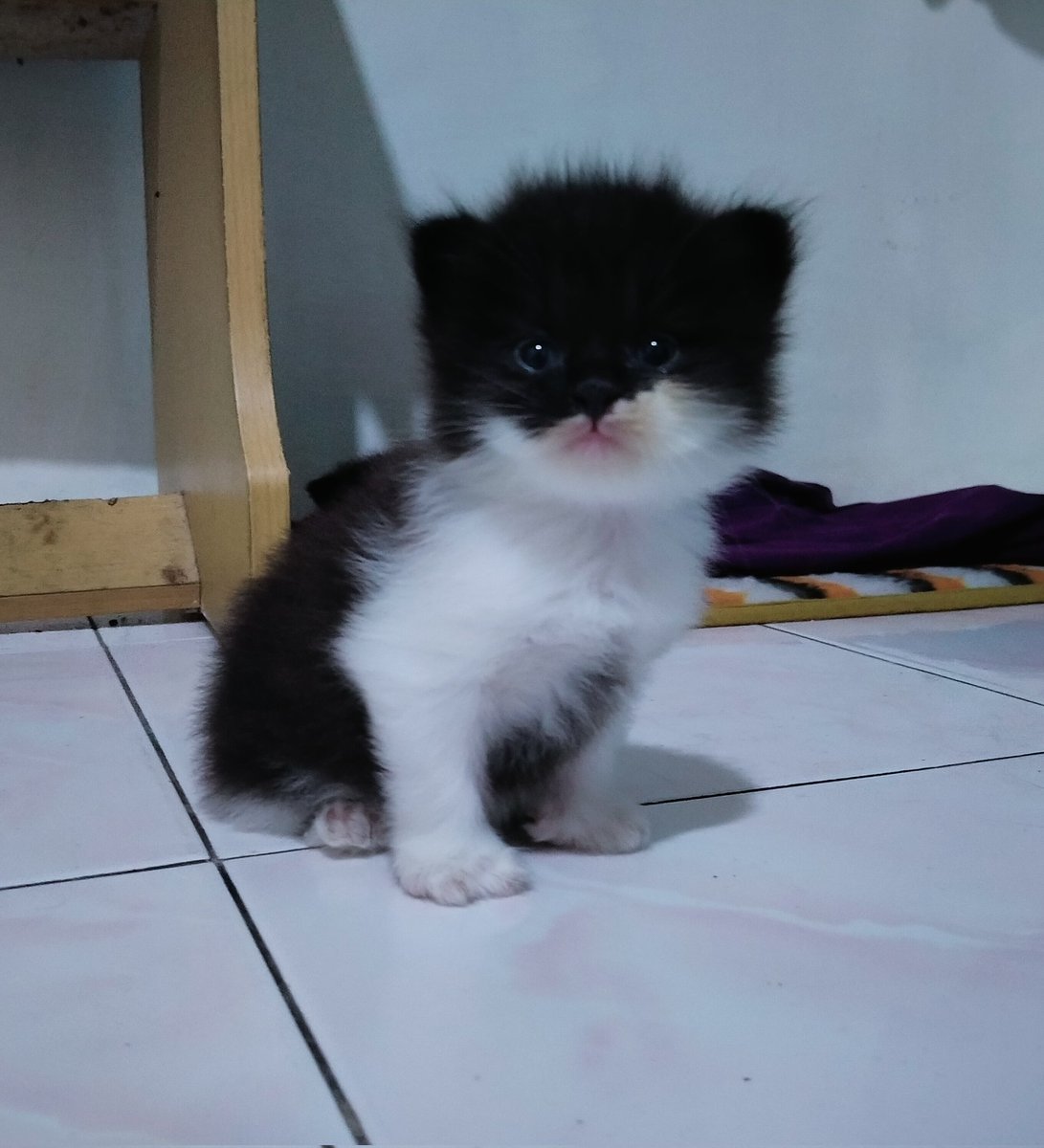 kochengfs's tweet photo. Kenalin aku 🐈 betmeeen 😼 https://t.co/fcP23fWgmf