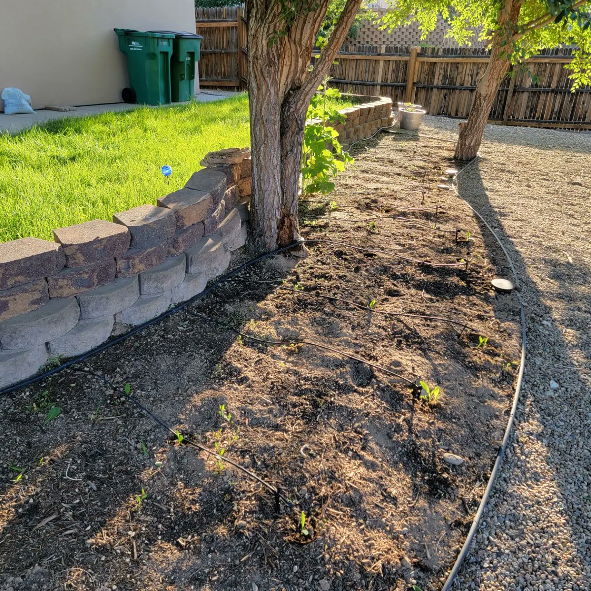 My #VegetableGarden is coming along nicely. Corn, onions, squash, & other plants are growing well. 

Bóhólníihii, k’i’dííléii nizhónó̜o̜ dínóot’i̜i̜ł dóó nizhónó̜o̜ dínóosééł, ba̜a̜dóó ádeeshí̜í̜ł éí laanaa nisin.

#VeggieGarden #VeggieGardening #HomeGrownFood #naadá̜á̜' #nanise'