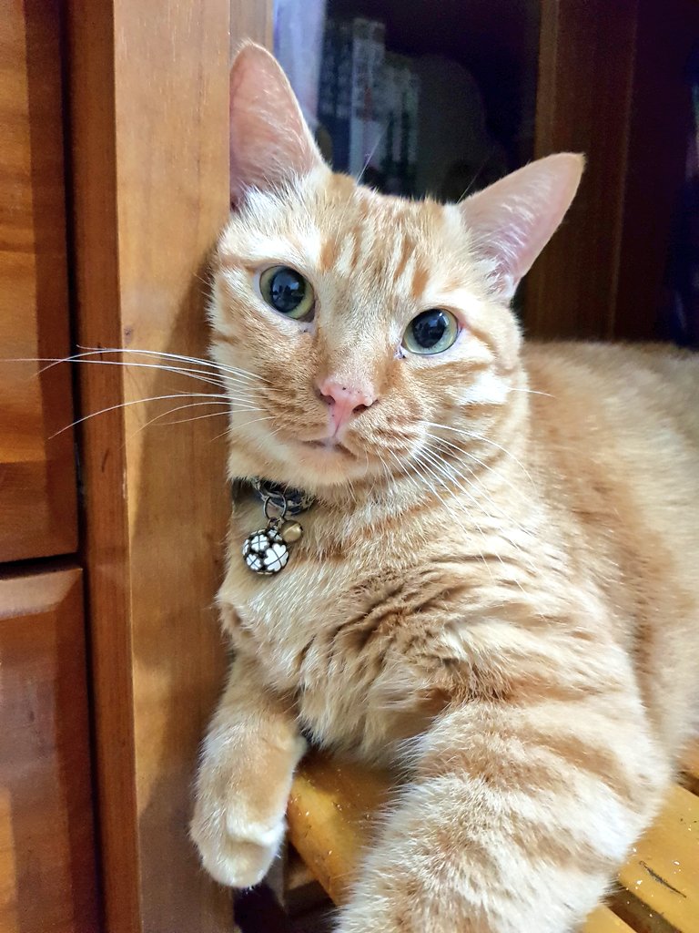 ELF_YuCuei's tweet photo. #Petgazers 
귀여운 나의 돼지🥰😽🐷 https://t.co/GuOSUpDxNp