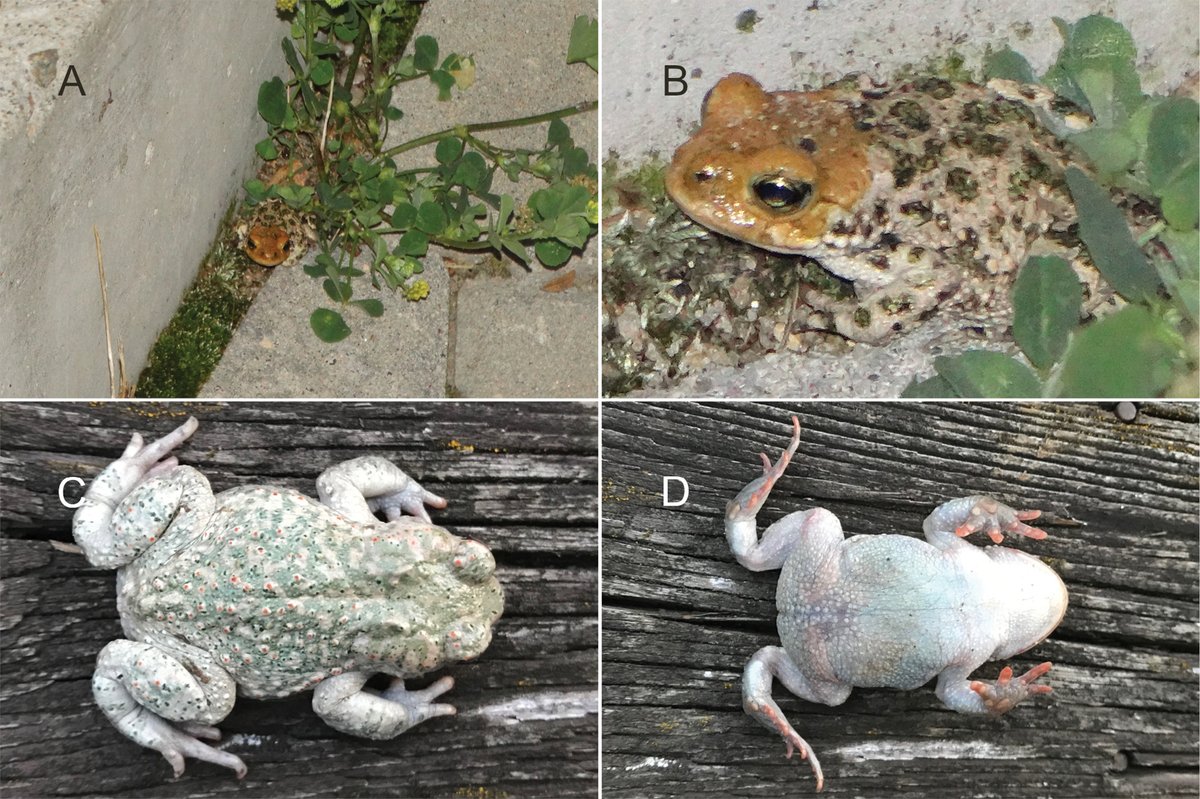 herpetozoa's tweet photo. New cases of anomalies in the European green #toad (Bufotes viridis) are reported in the wild from Western Poland, with a discussion of their potential causes and a comparison with similar cases from the literature: https://t.co/LQK4A7N7mm
@MrTraszka @UZ_Zielonagora @up_poznan https://t.co/DkIhVQwuKC